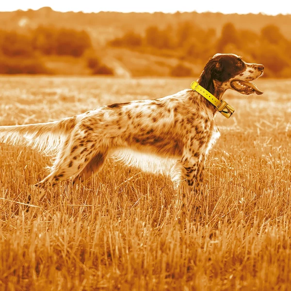 Localizador-para-perros-GPS-Midland-Beeper-One-imagen-lifestyle-perro-1 Localizador para perros GPS Midland Beeper One