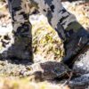 1191_800x500 Bota CRISPI HIGHLAND MID